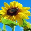 sunflower, flower, flower background, nature, beautiful flowers, bloom, yellow, bee, flower wallpaper, heaven