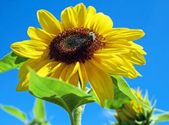 sunflower, flower, flower background, nature, beautiful flowers, bloom, yellow, bee, flower wallpaper, heaven